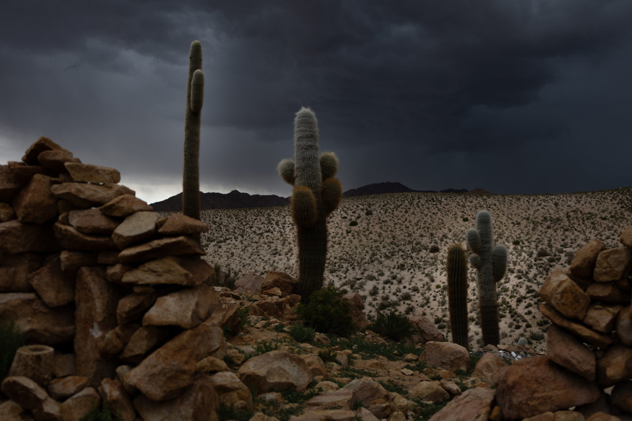 Behind three cacti a storm approaches. For this community, rain is a cause for celebration, as the crops and the survival of all species depend on it.