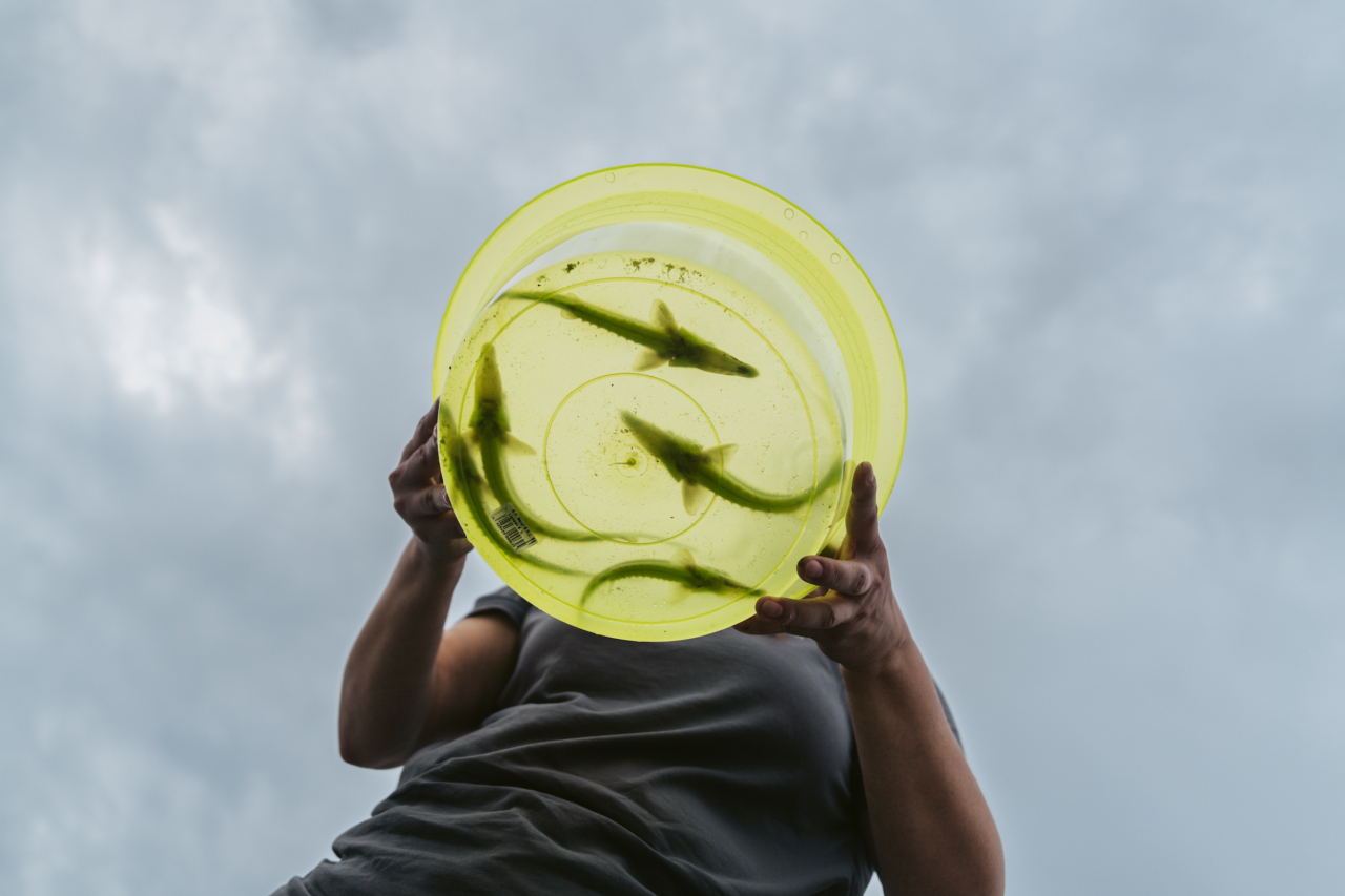 Cristina Munteanu, a conservationist with WWF Romania, prepares to release chipped sturgeon in the Danube river by Isaccea, Romania. Due to loss of habitat, the fish are nearly extinct.