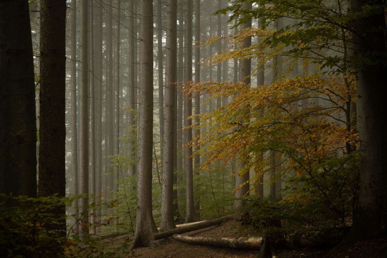Germany's fragmented forests show the contrast between conservation needs and forest management realities.