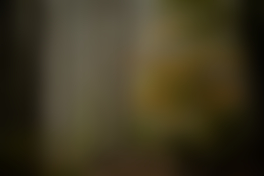 Germany's fragmented forests show the contrast between conservation needs and forest management realities.