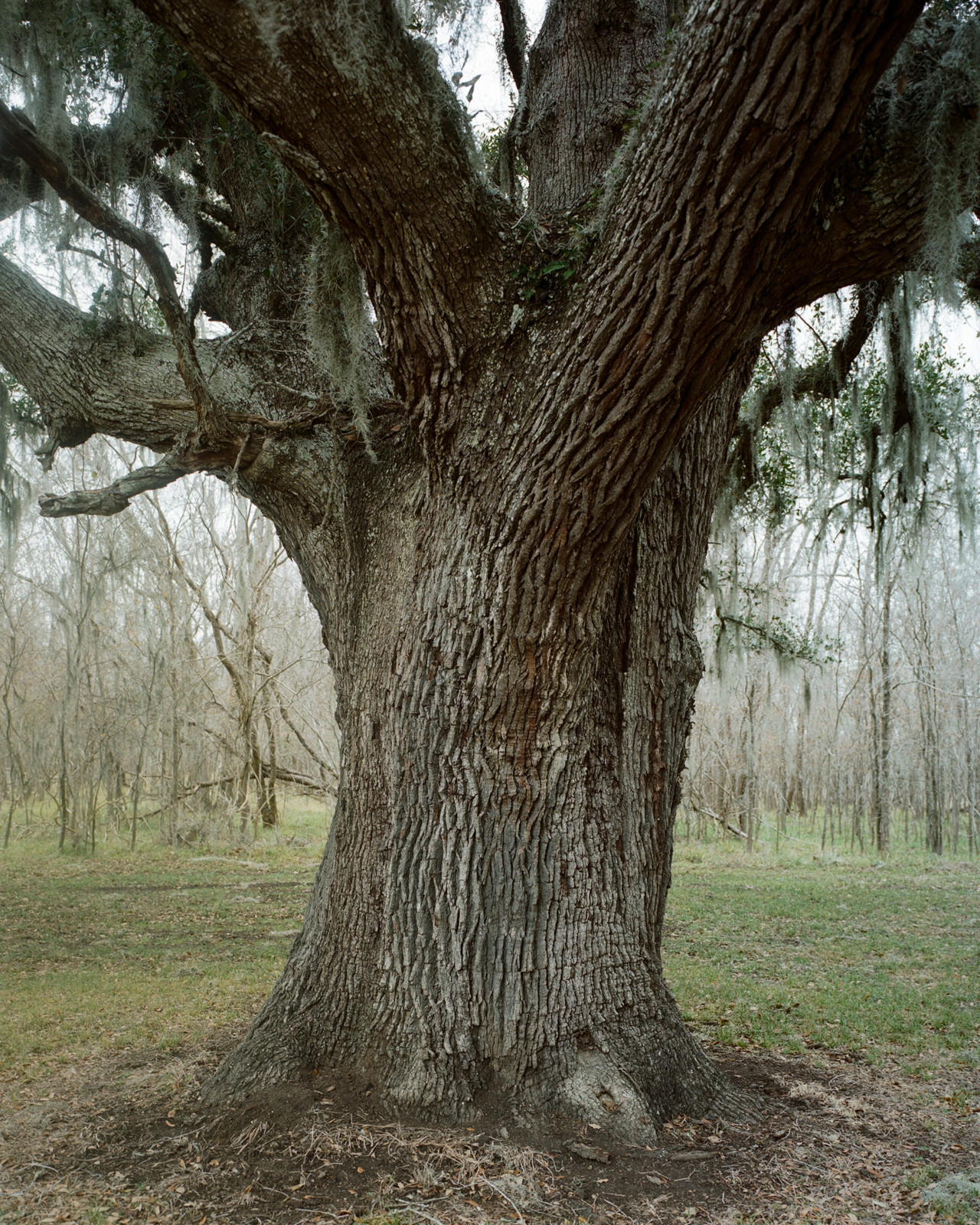 Bomen die getuigen van de zwarte geschiedenis
