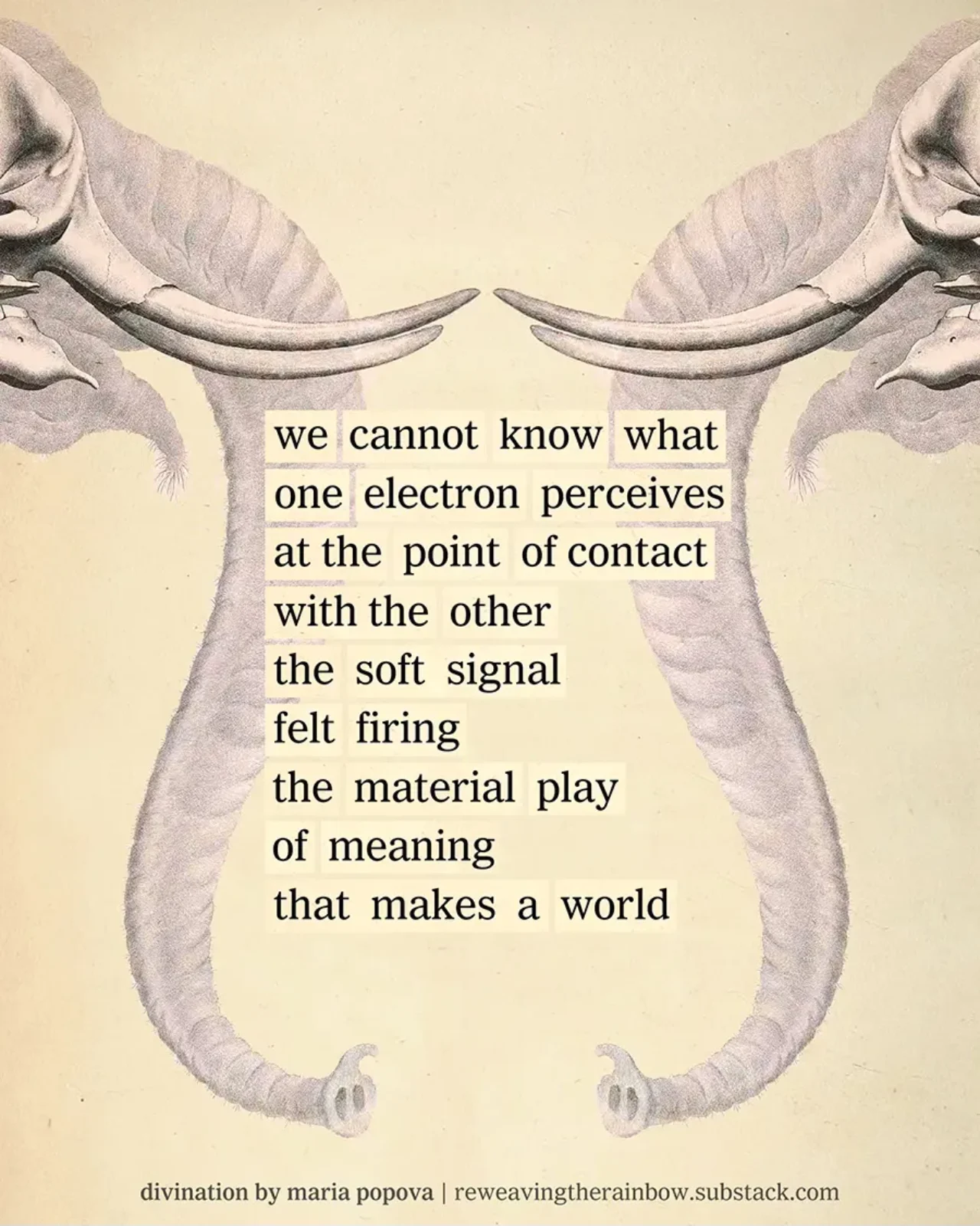 Collage of elephant tusks and assembled words to create a poem from newspaper clippings. Poem reads: we cannot know what // one electron perceives // at the point of contact // witht he other // the soft signal // felt firing // the material play // of meaning // that makes a world