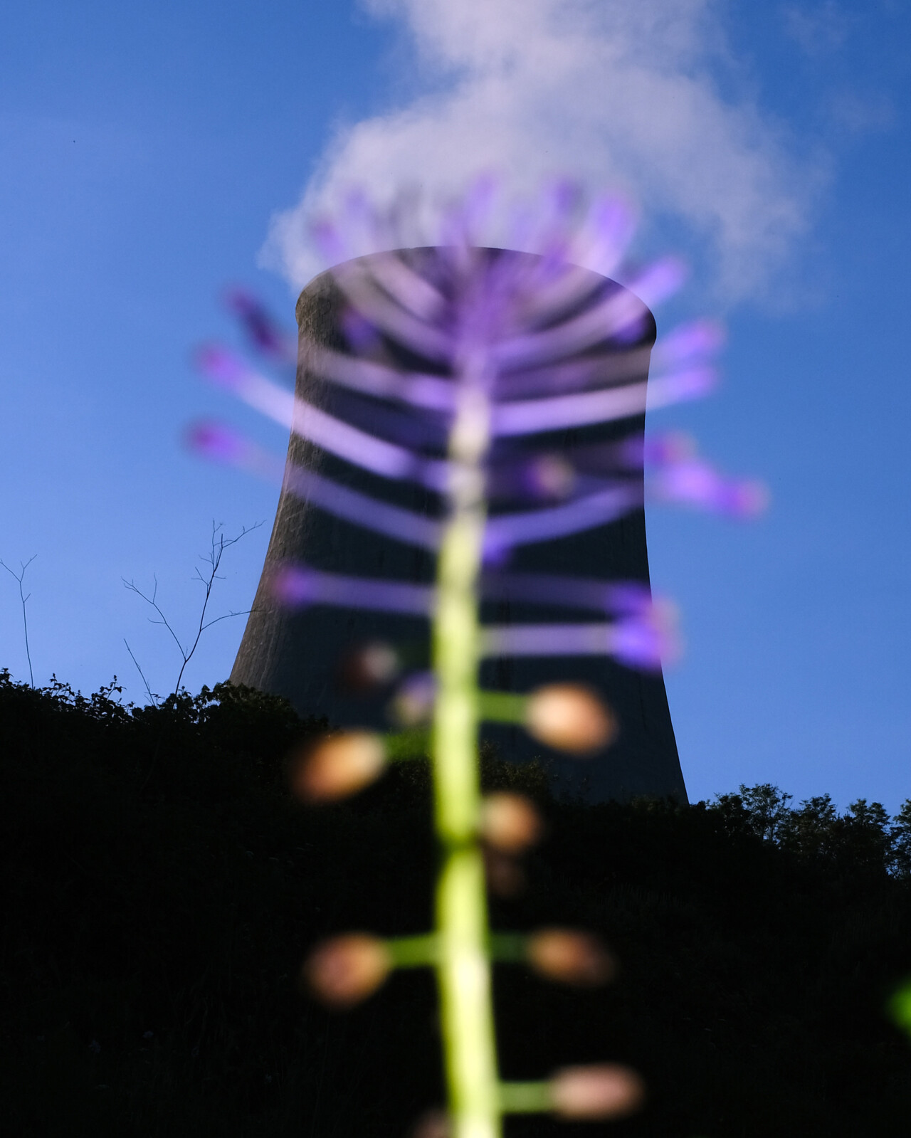 A small green plant grows in the foreground of a power plant's cooling stack.
