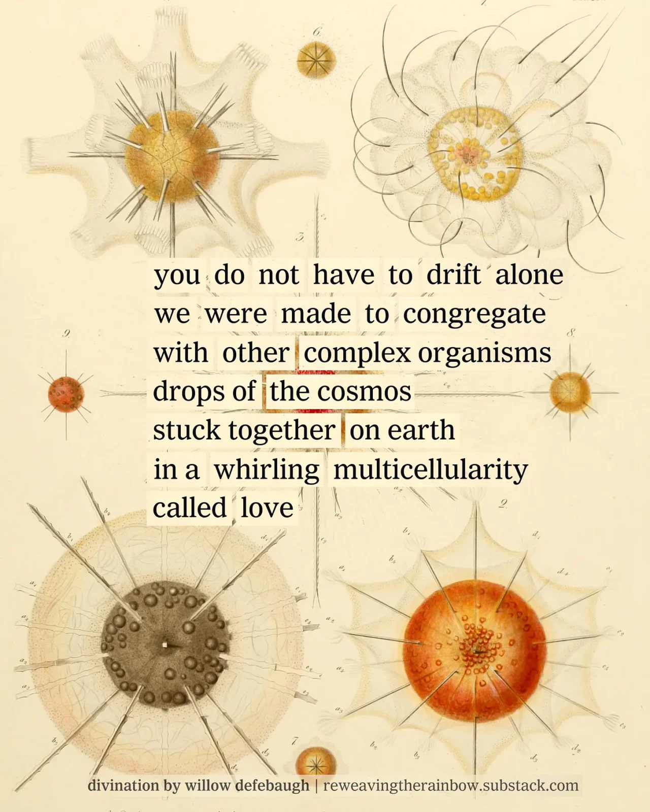 Collage of vintage particles and assembled words to create a poem from newspaper clippings. Poem reads: you do not have to drift alone // we were made to congregate // with other complex organisms // drops of the cosmos // stuck together on earth // in a whirling multicellularity // called love