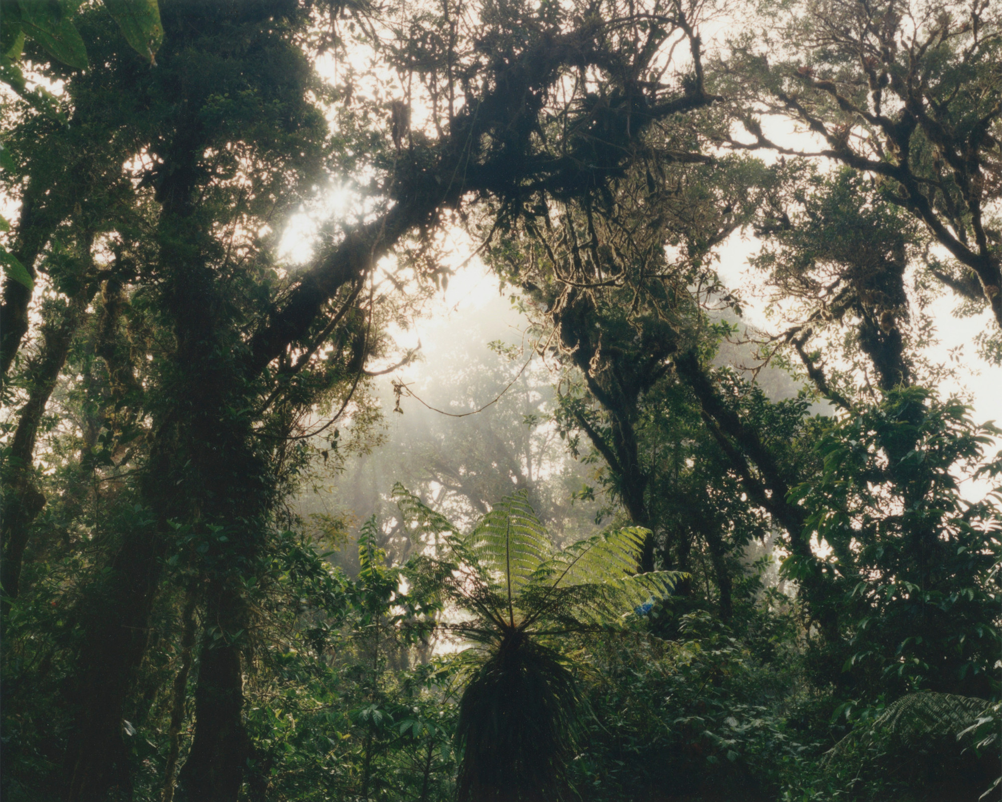 A cloud forest in Costa Rica.