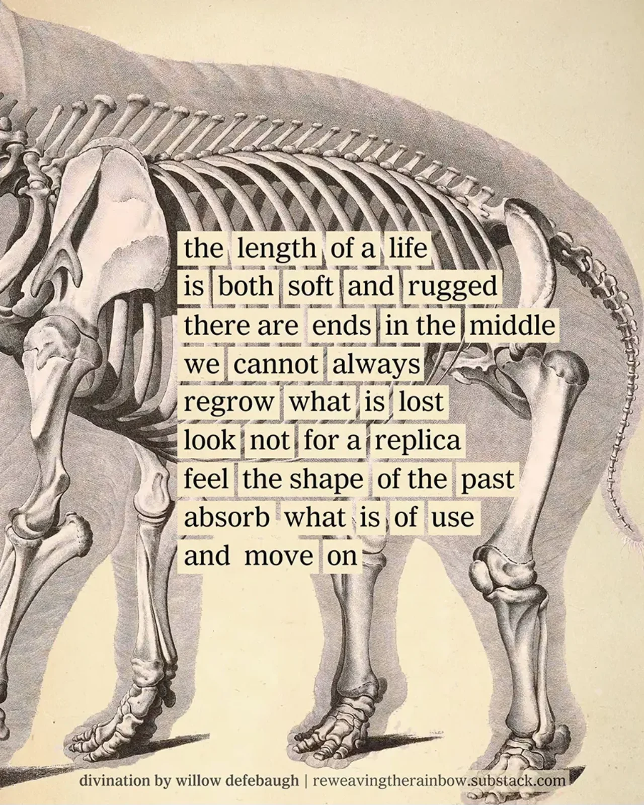 Collage of elephant skeleton and assembled words to create a poem from newspaper clippings. Poem reads: the length of a life // is both soft and rugged // there are ends in the middle // we cannot always // regrow what is lost // look not for a replica // feel the shape of the past // absorb what is of use // and move on