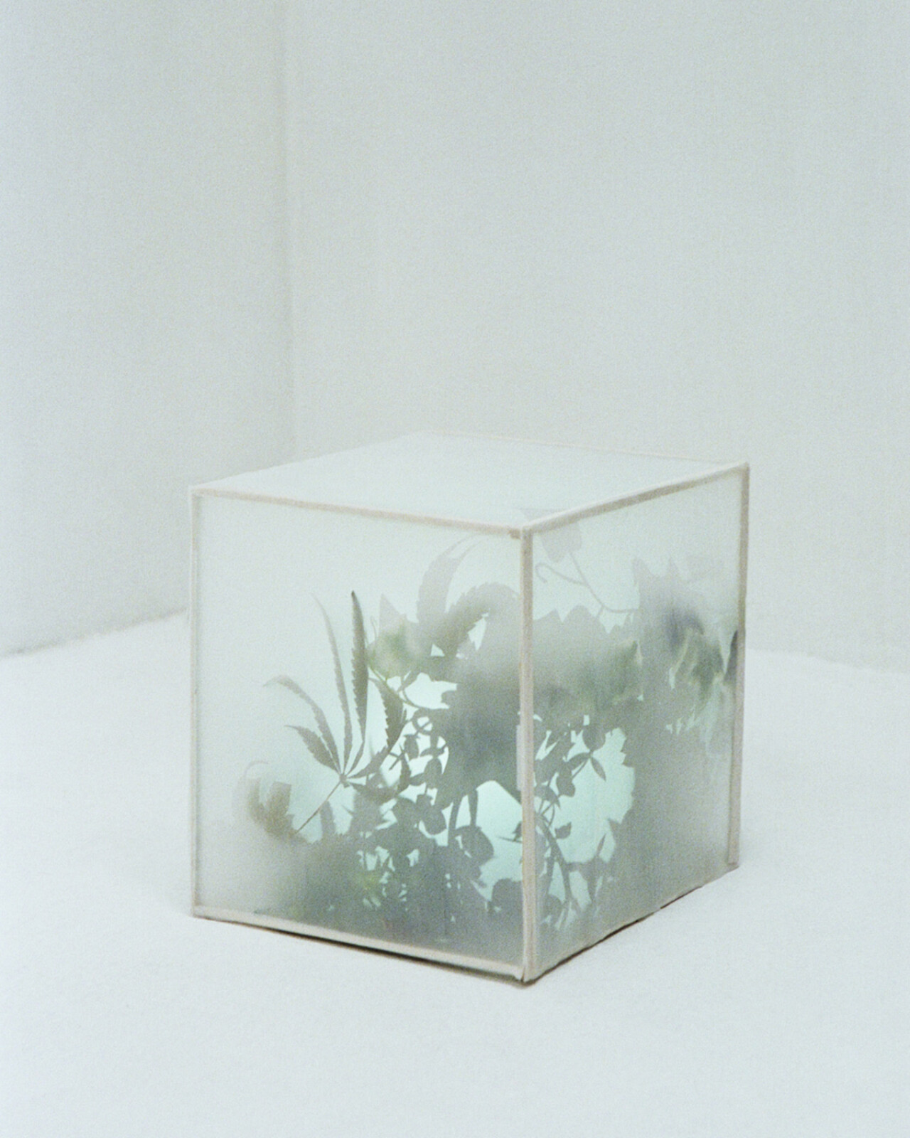 How to Build Cities Out of Plants and Earth