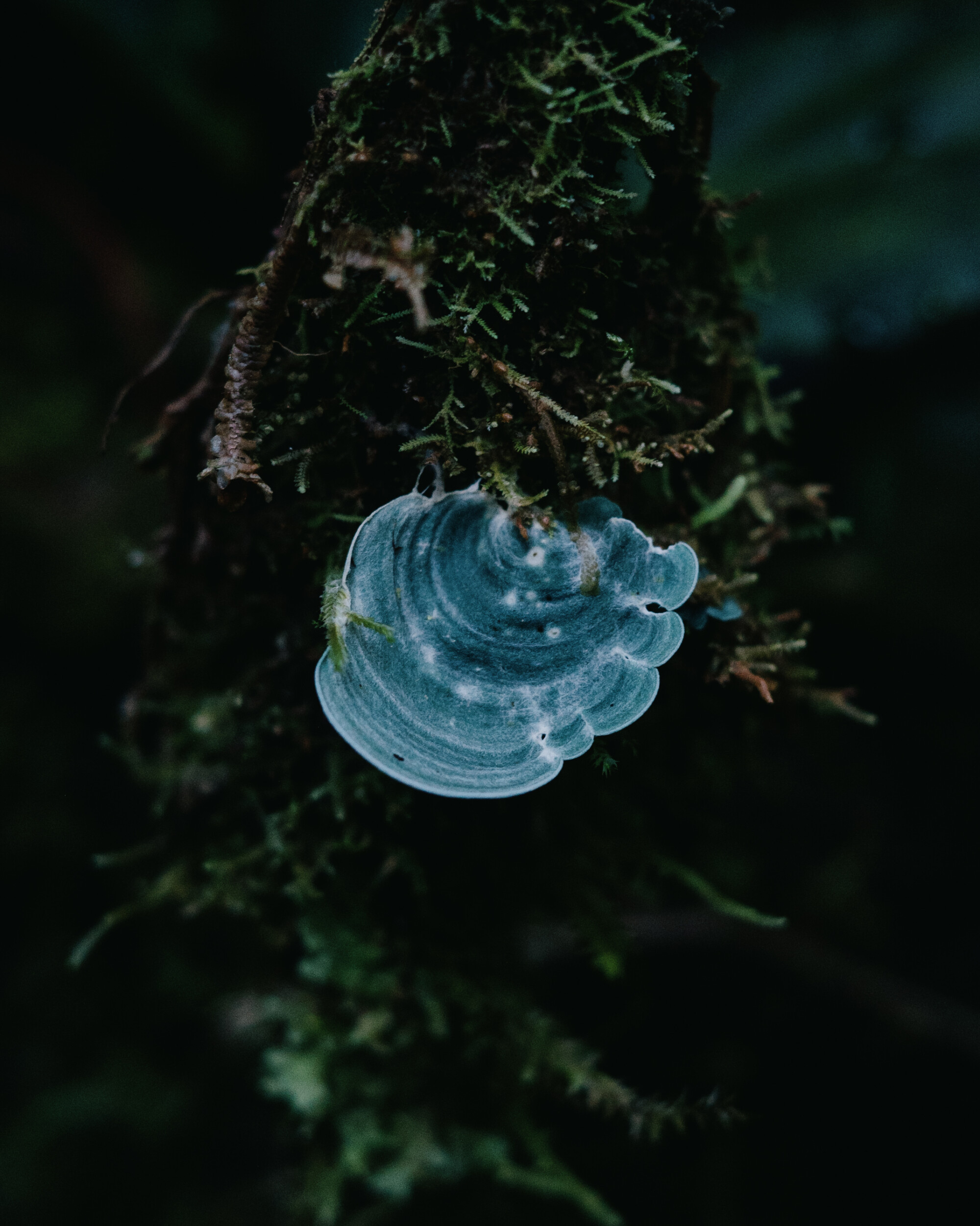 Giuliana Furci Is Your Guide to the Enchanting World of Fungi