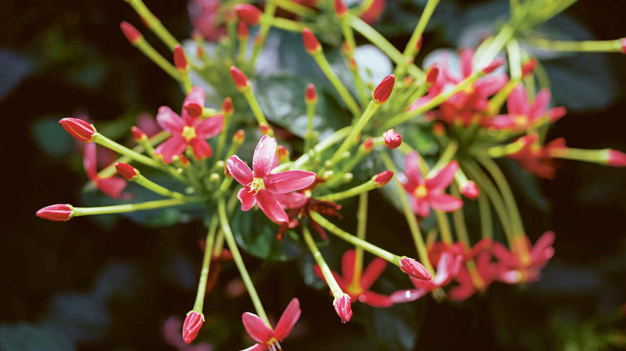 Das neueste Projekt des Oscar-Preisträgers Steve McQueen dokumentiert die Blumen, die das Imperium überlebten