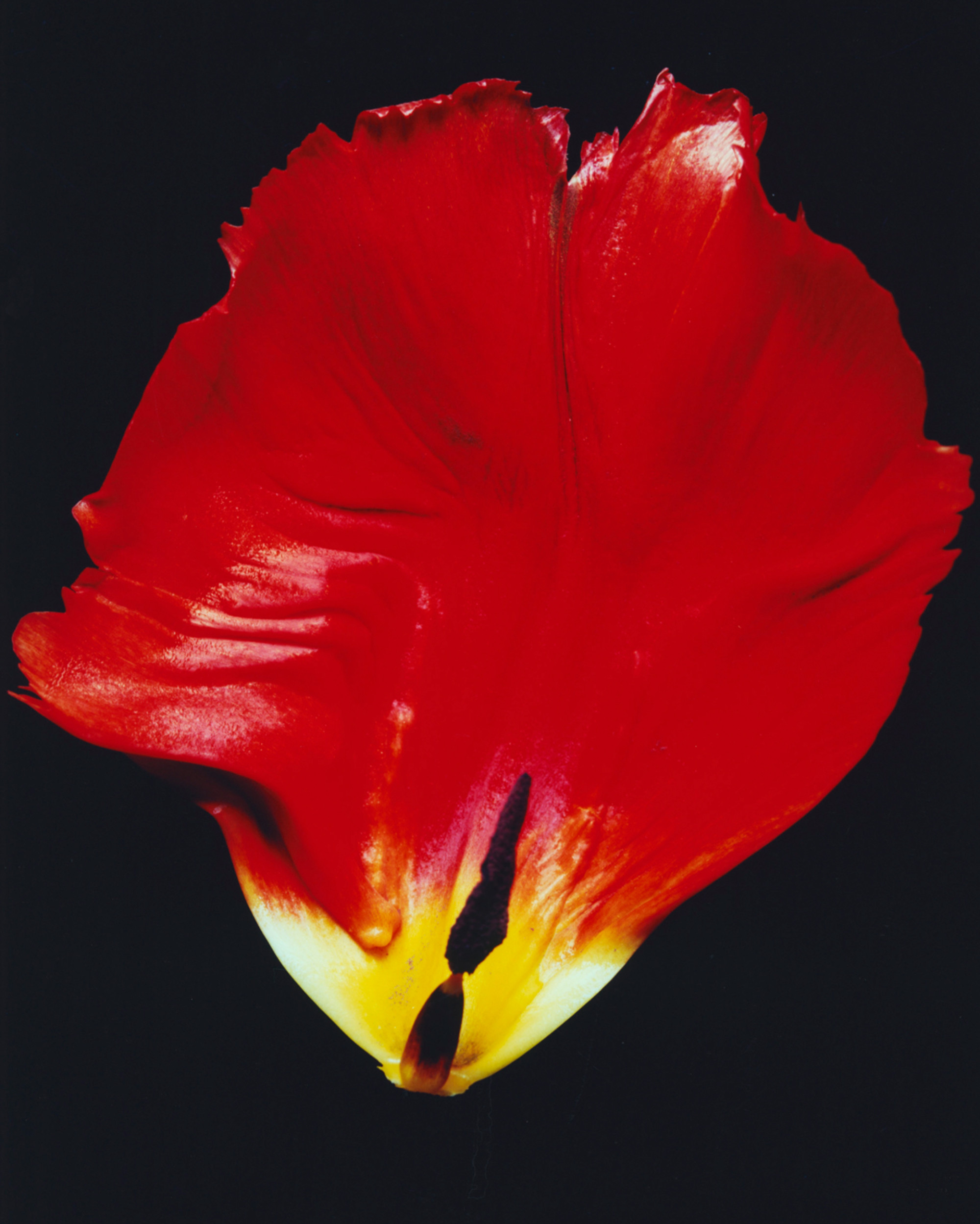 Uncovering the Holy Ordinary with Terry Tempest Williams