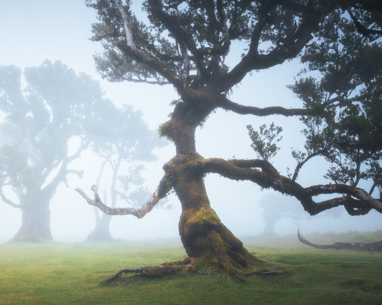 The Science of Animism