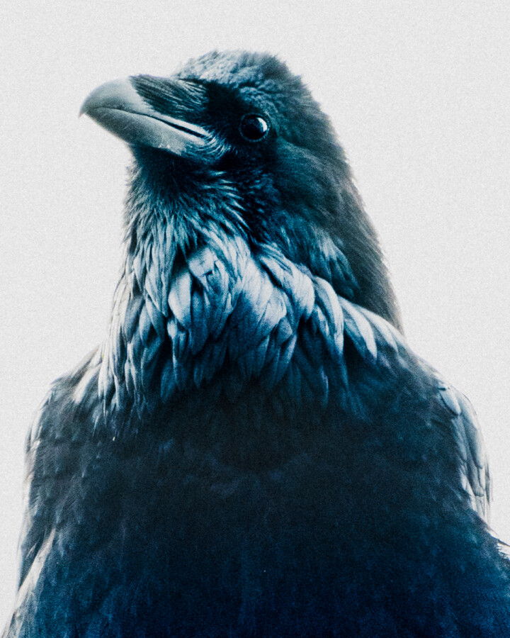 A close up of a crow.