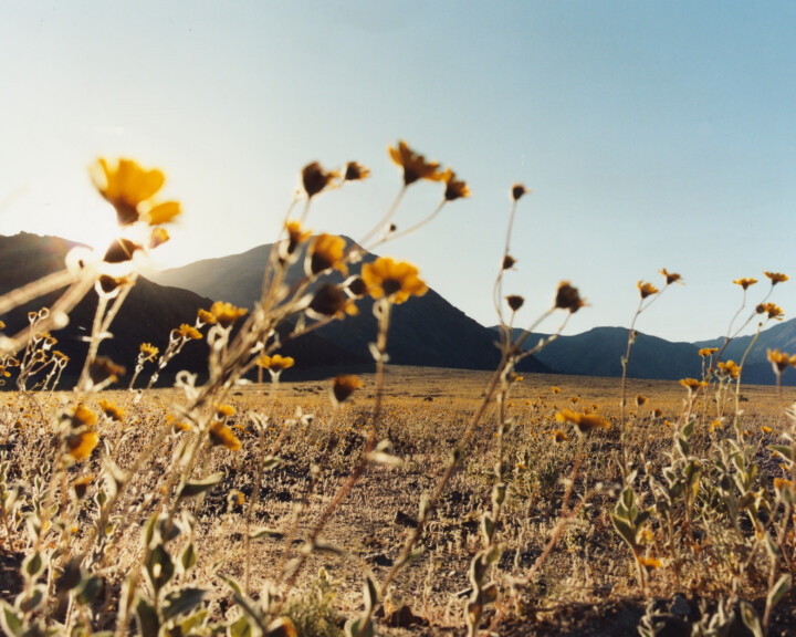 Photographer Darren Vargas Visits Death Valley During the Superbloom