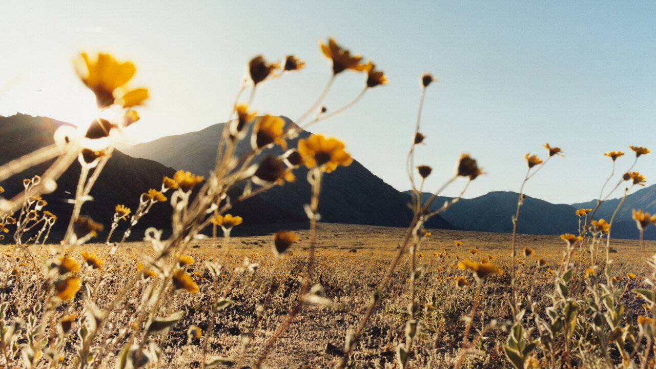 Fotograaf Darren Vargas bezoekt Death Valley tijdens Superbloom