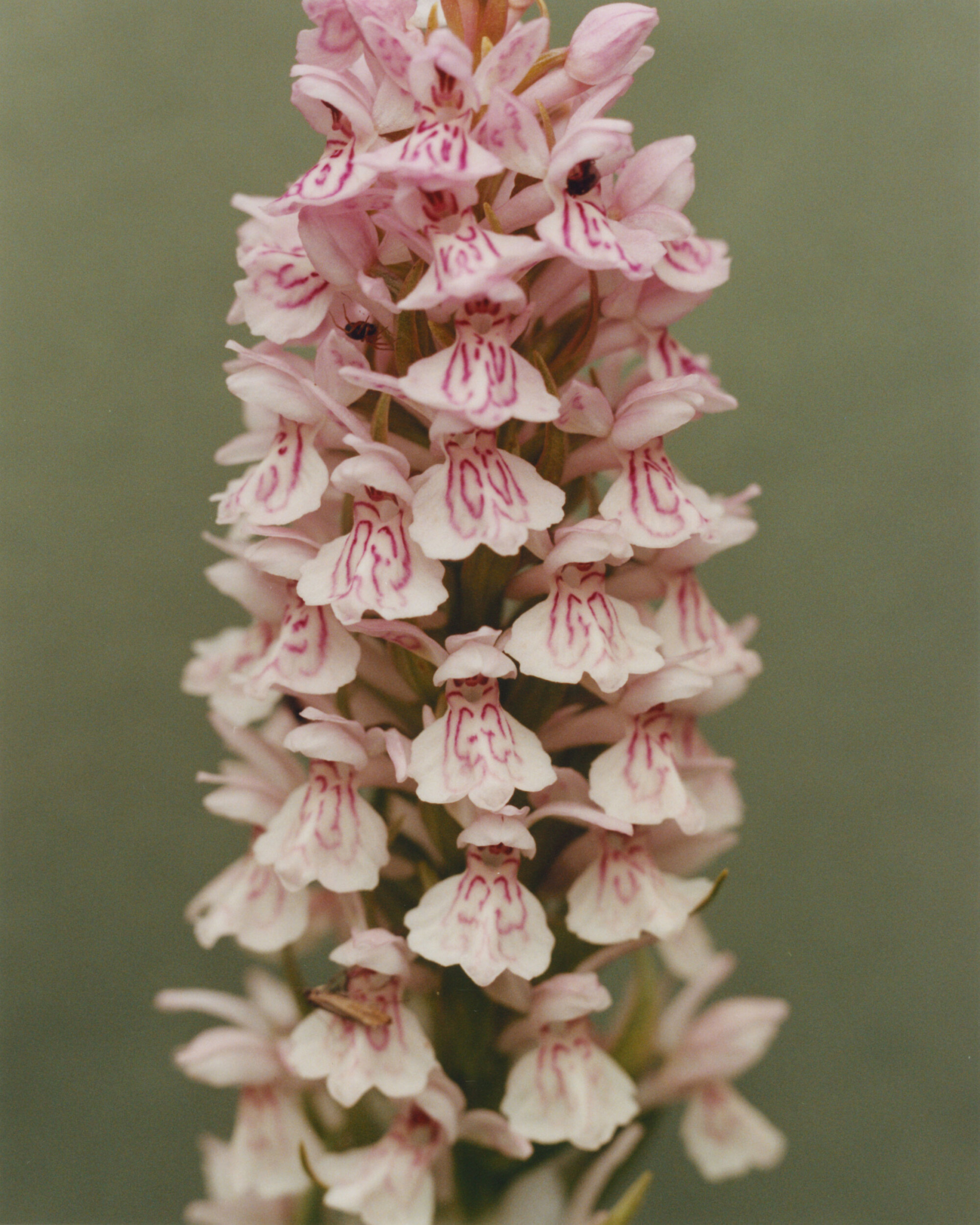 Drag Queen Pattie Gonia: Nature Isn’t Binary, and Neither Are We