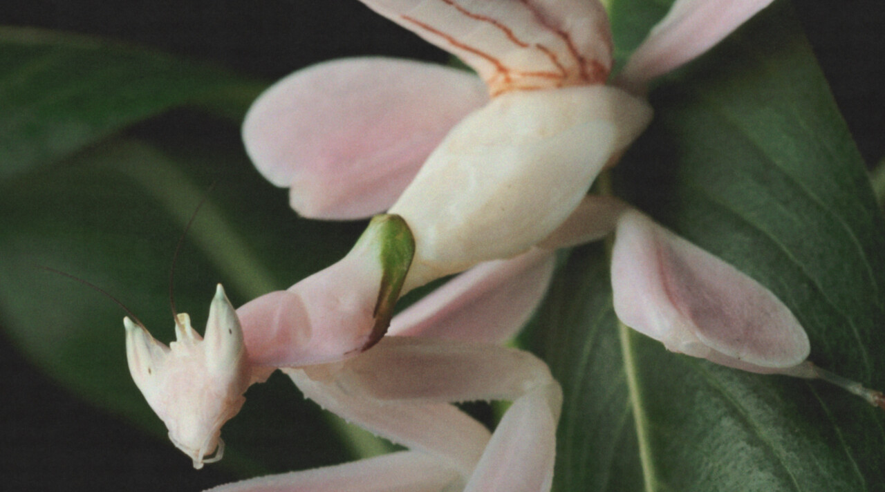 Het leven imiteert het leven in de evolutionaire magie van mimicry