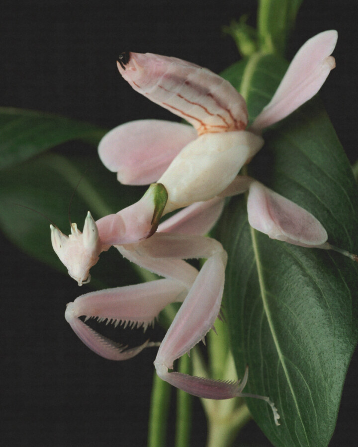 Life Imitates Life In the Evolutionary Marvel of Mimicry