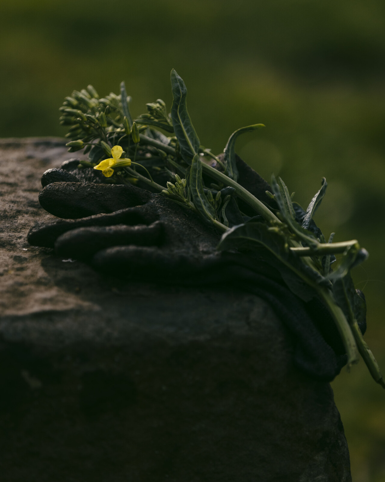 Plant Baby Plant: Inside Robin Wall Kimmerer’s New Movement