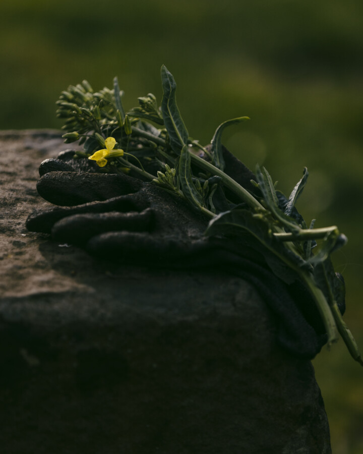 Plant Baby Plant: Inside Robin Wall Kimmerer’s New Movement