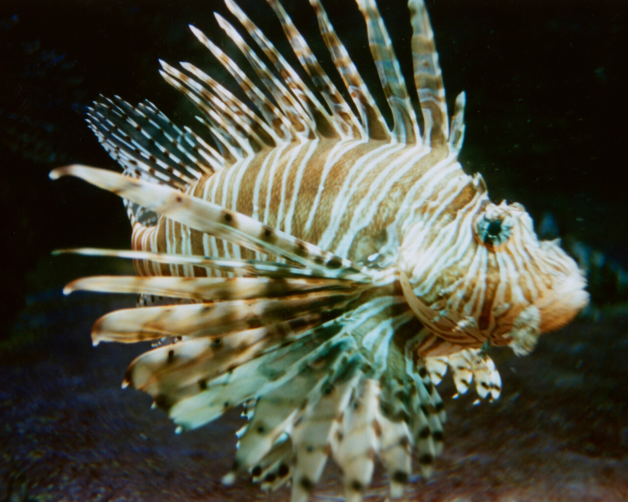 One Solution for Invasive Species? Put Them on the Menu.
