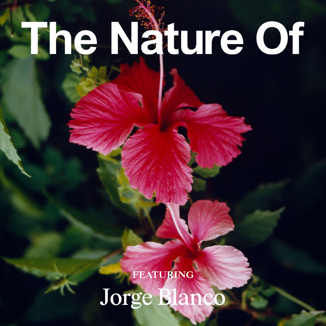 Hibiscus flower with 
