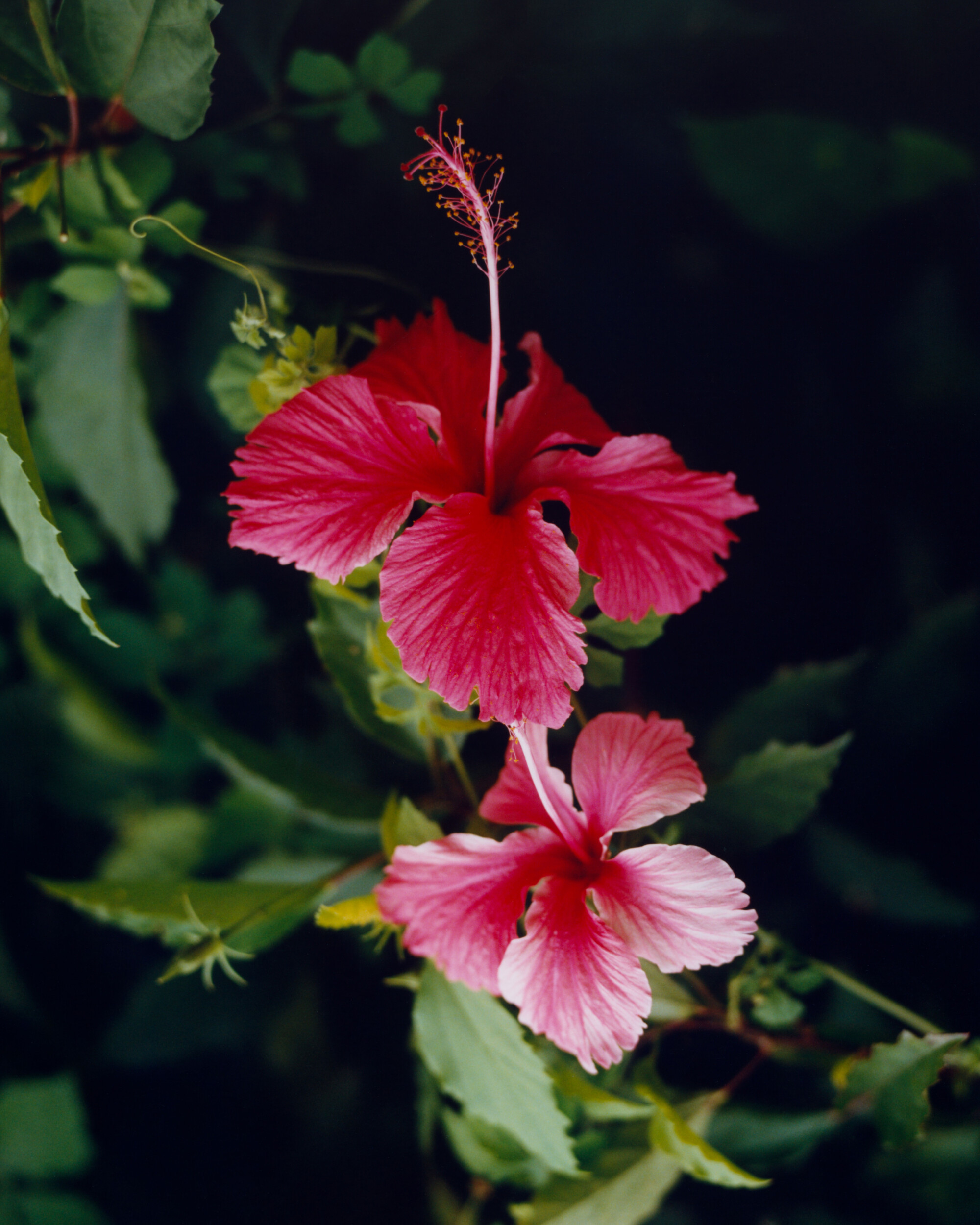 Hibiscus flower with 
