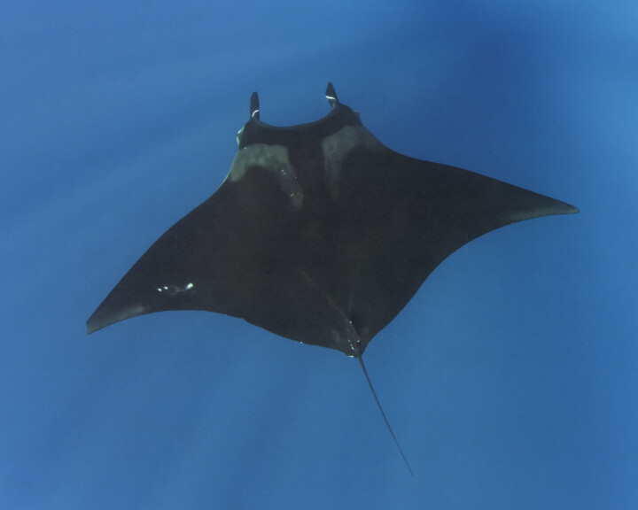 The Wingspan of Friendship: How a Giant Manta Changed One Diver’s Life