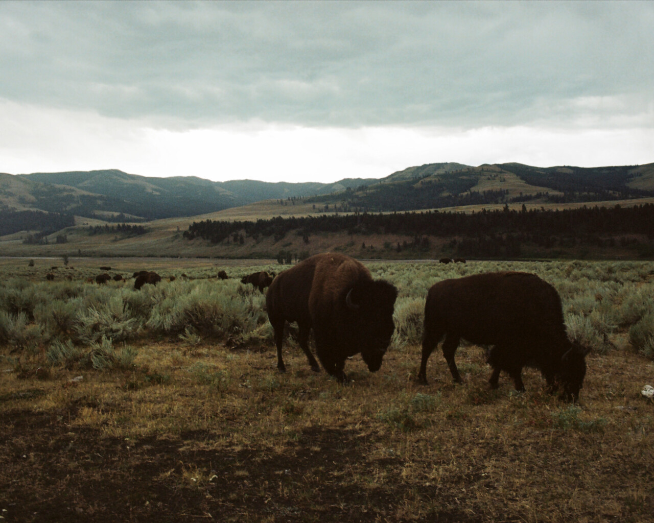 Photograph of two American bison in the plains of the American west.