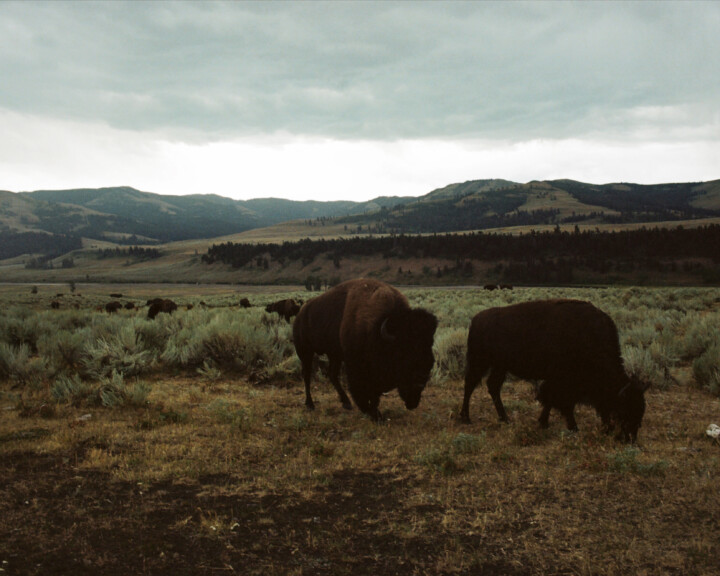 Photograph of two American bison in the plains of the American west.