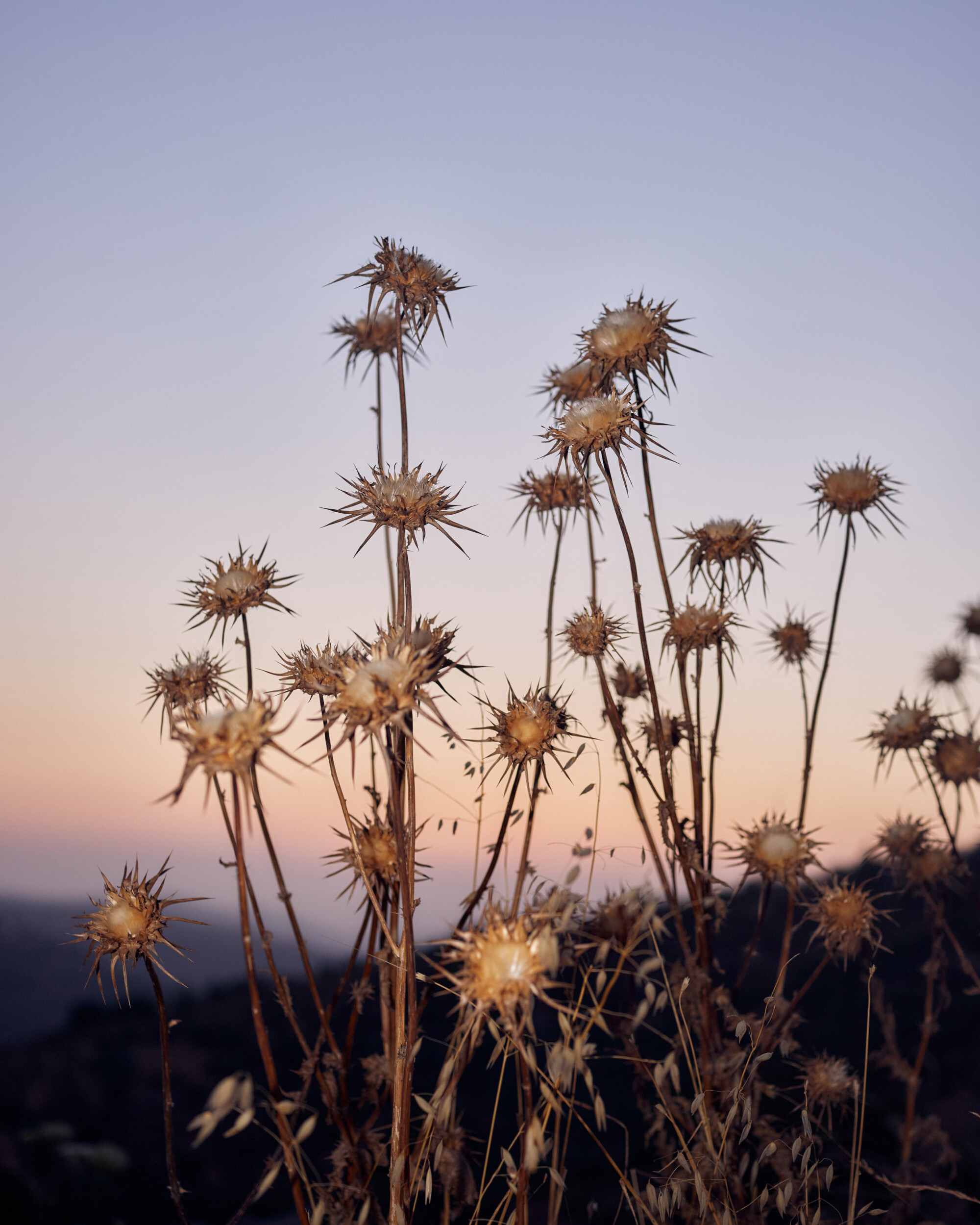 The Wisdom of Seeds With Vivien Sansour