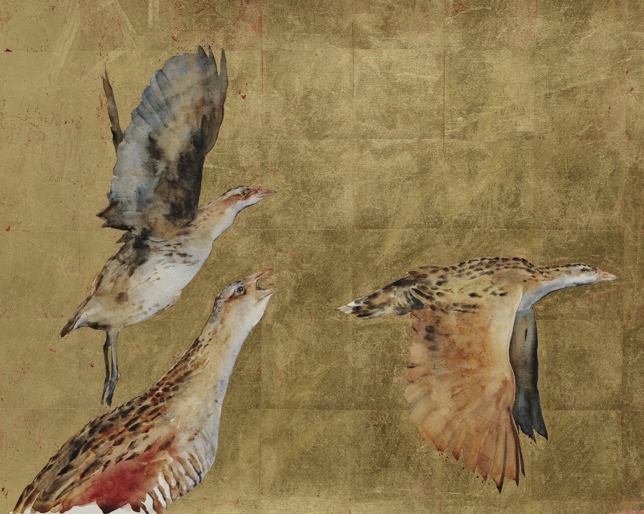 Corncrakes
