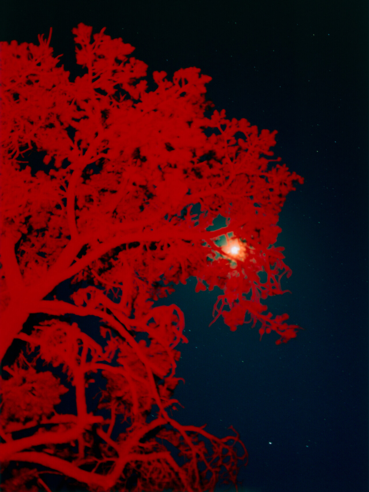 A full moon shines through a Juniper Tree during a midnight UFO skywatch in Sedona, AZ.