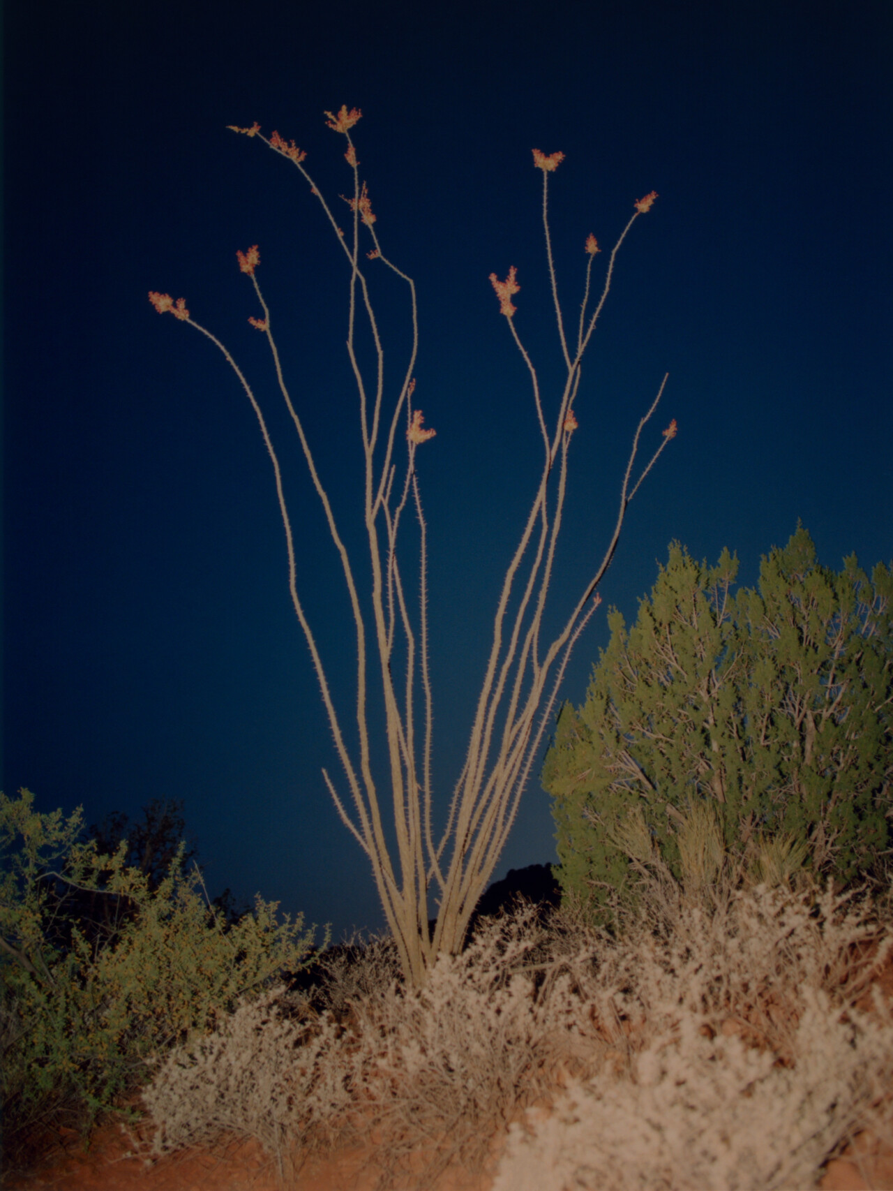 An Ocotilo rises beneath the night sky in Sedona, Arizona.