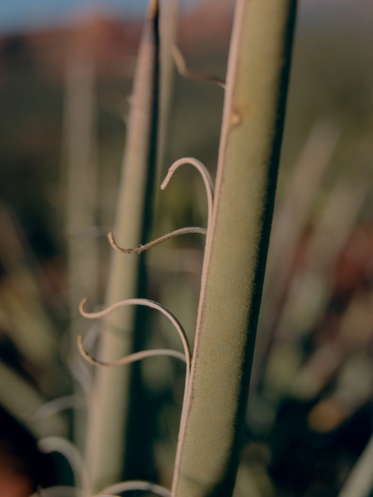 Threads of the Agave Filiferg plant.