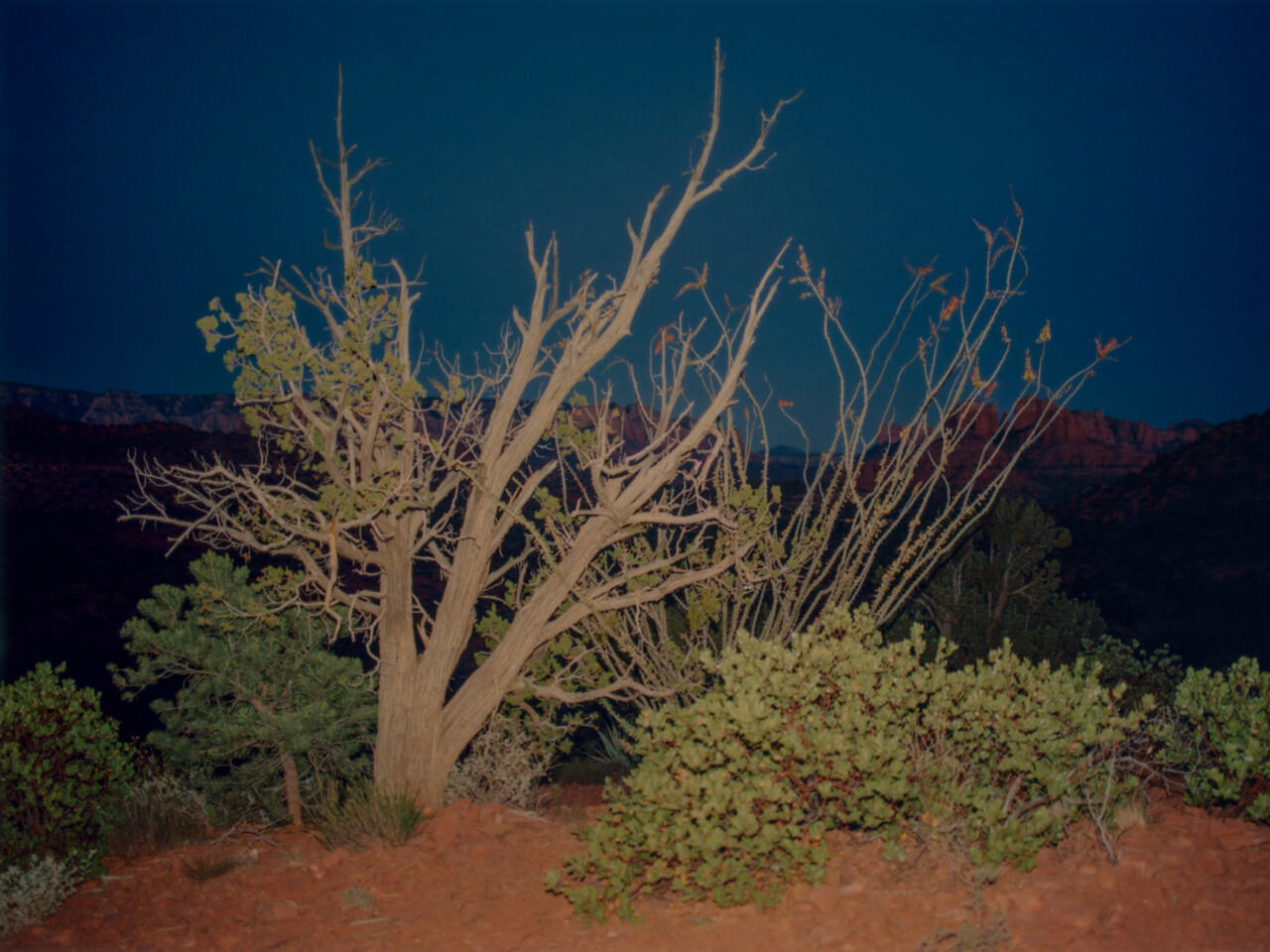 A Juniper tree overlooks the desert landscape Sedona, AZ. Red rock formations line the horizon.