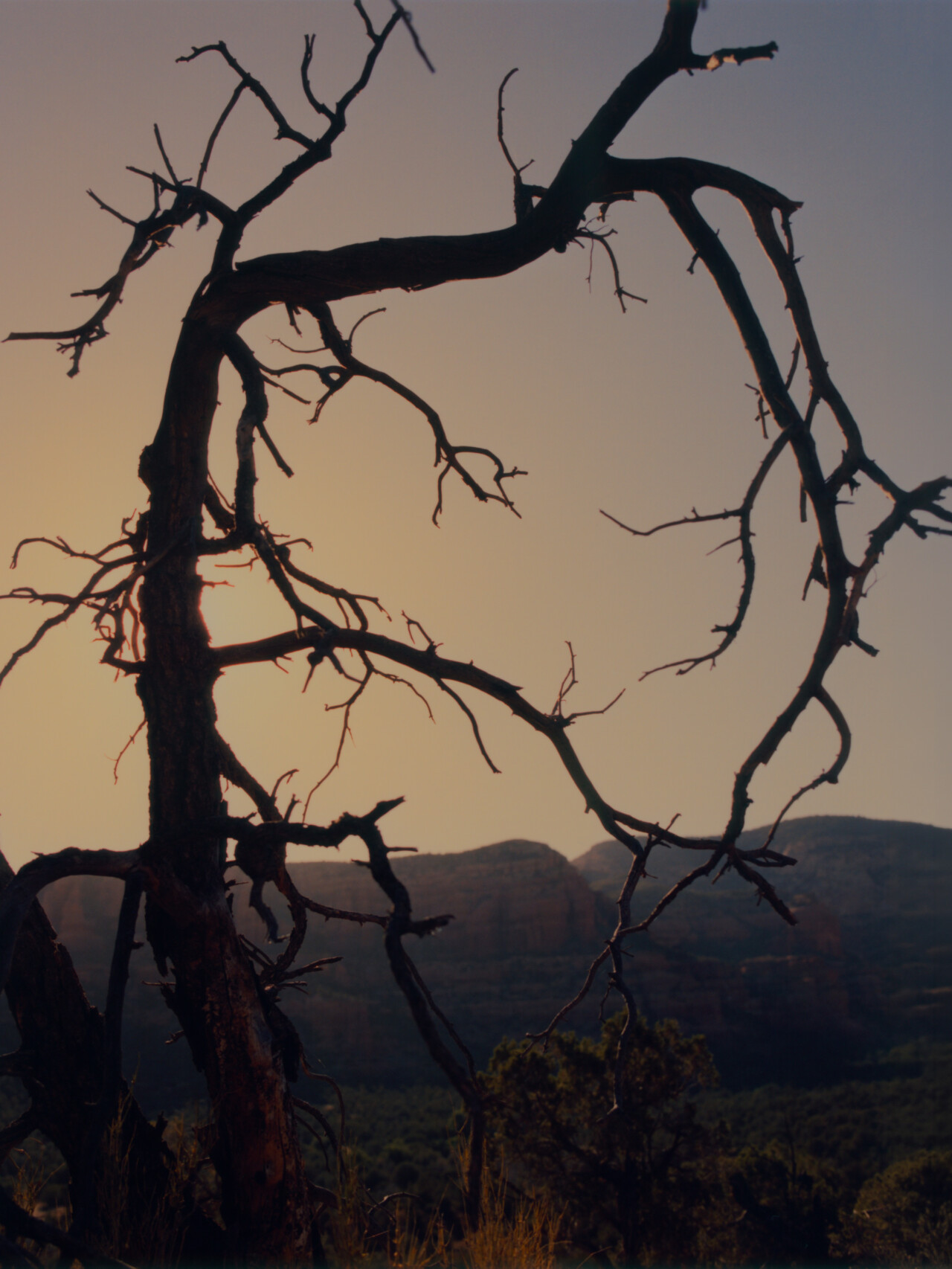 A silhouetted Juniper tree at dusk in Sedona, AZ