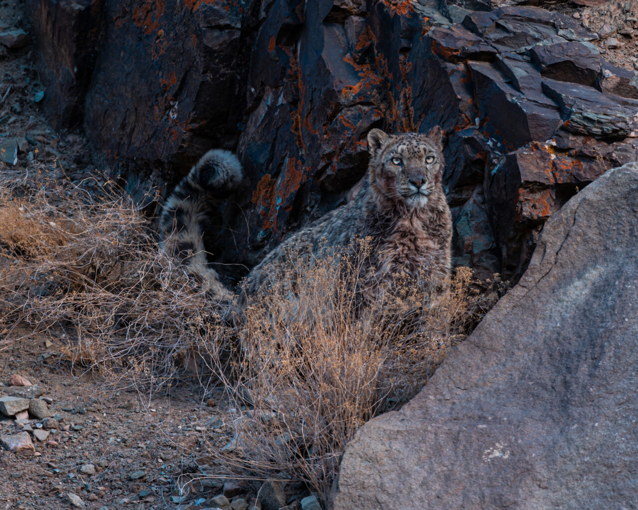How Tourism Saved the Elusive Ghost Leopard From Extinction