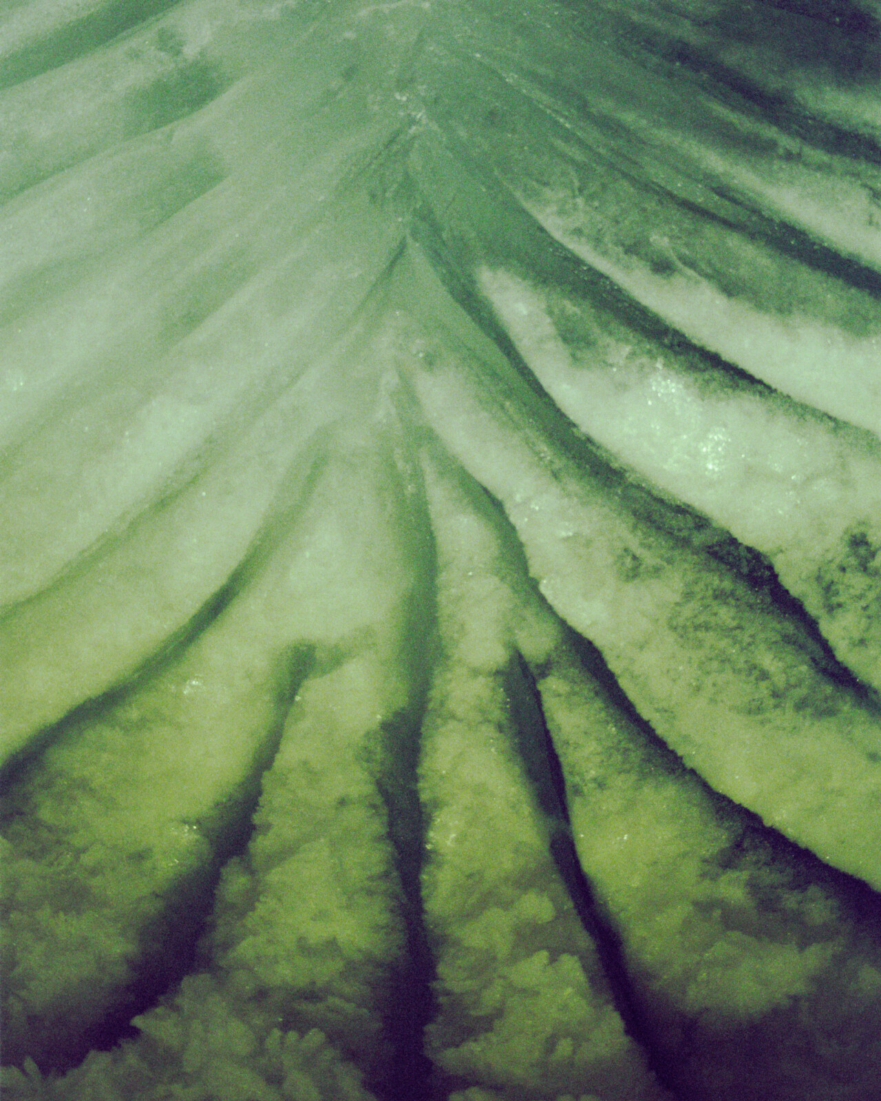 The Reflecting Pool: Algae, Cyanobacteria, and Microbial Worldmaking
