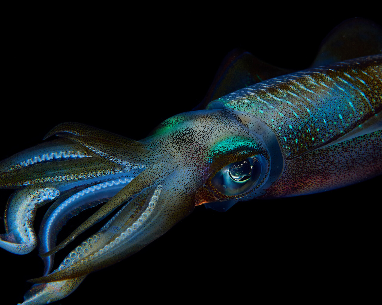 Lesbian Albatrosses, Seahorse Dads, and the Freedom of Sex