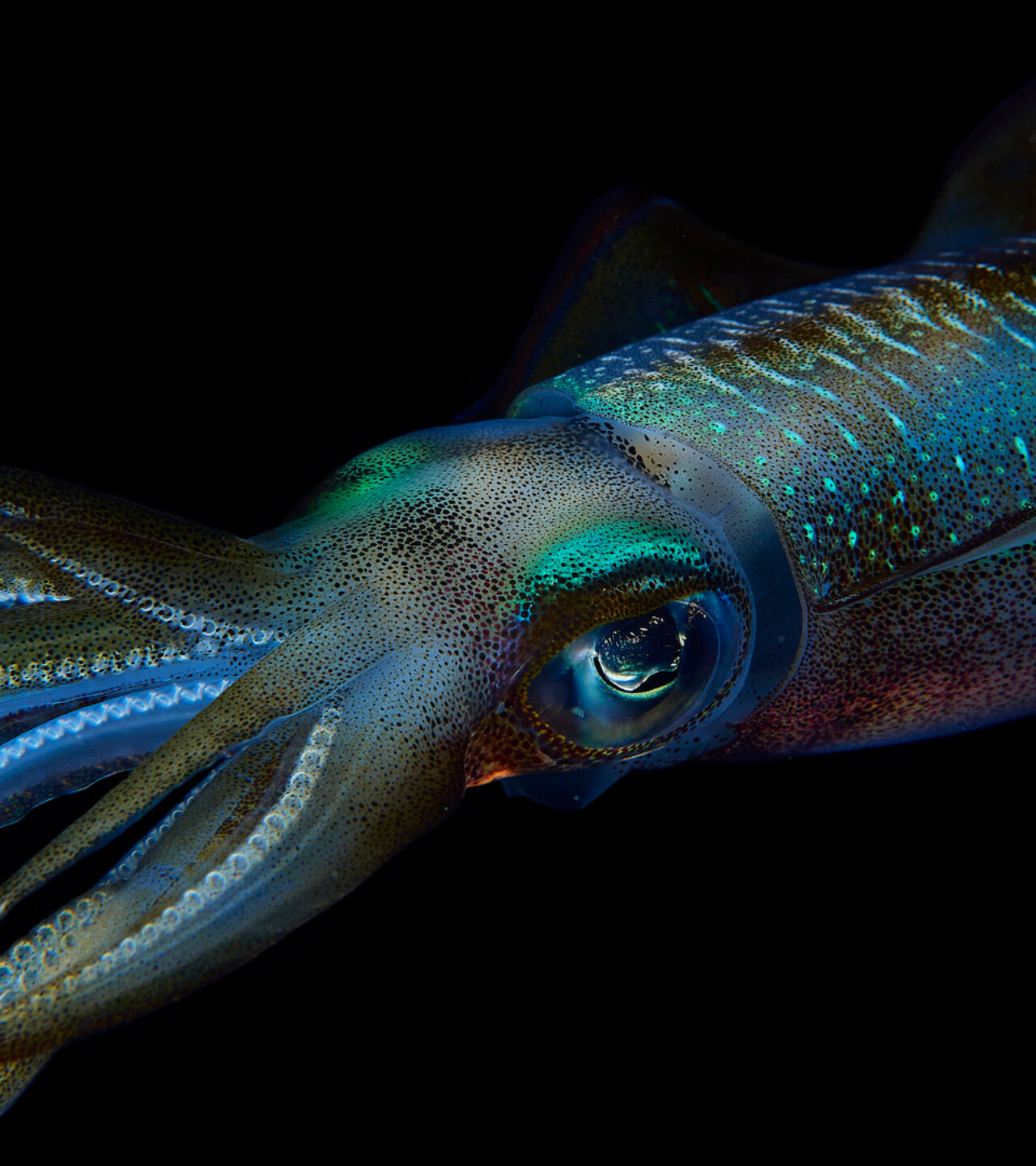 Lesbian Albatrosses, Seahorse Dads, and the Freedom of Sex