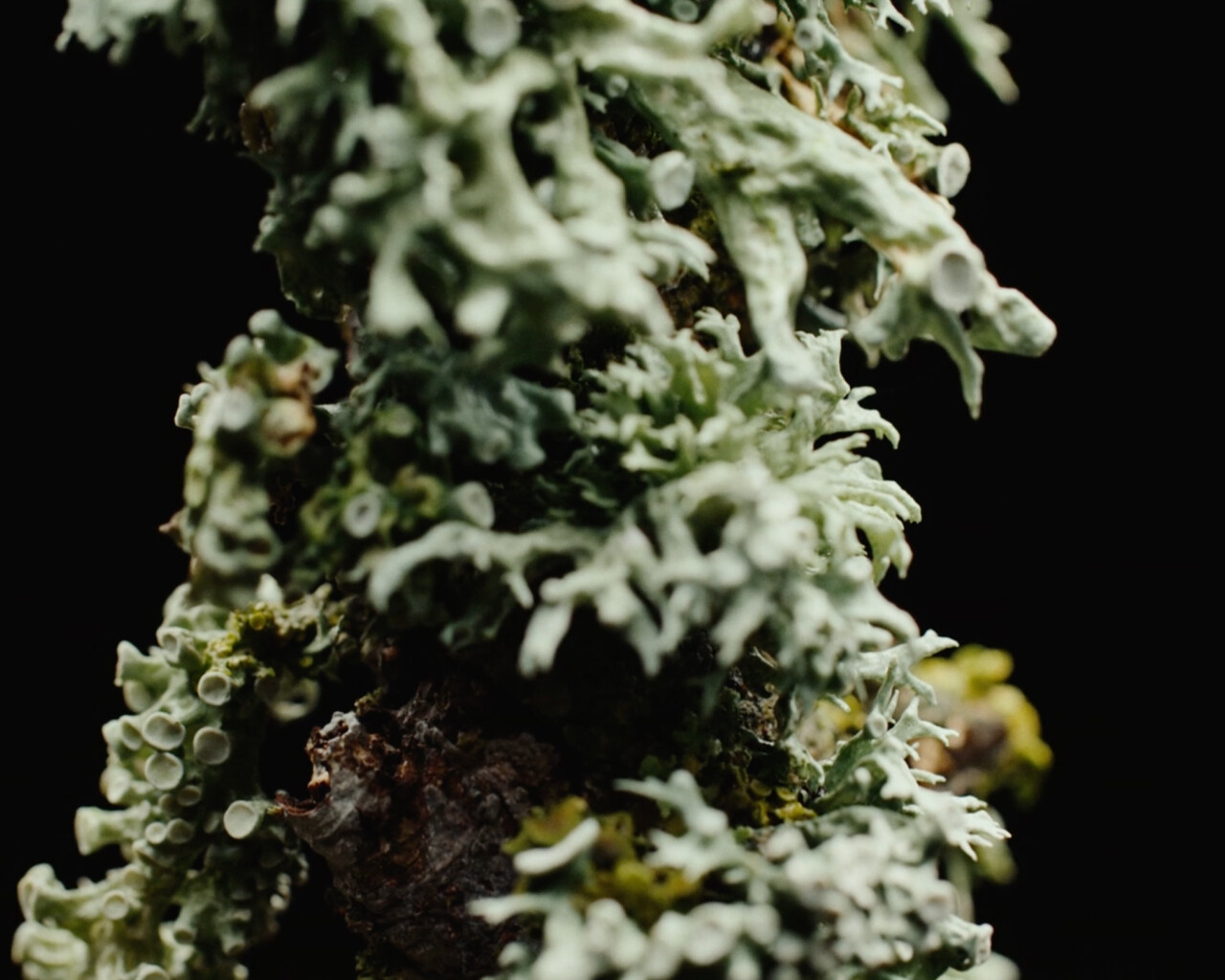 A Lichenologist’s Journey Back to Wonder