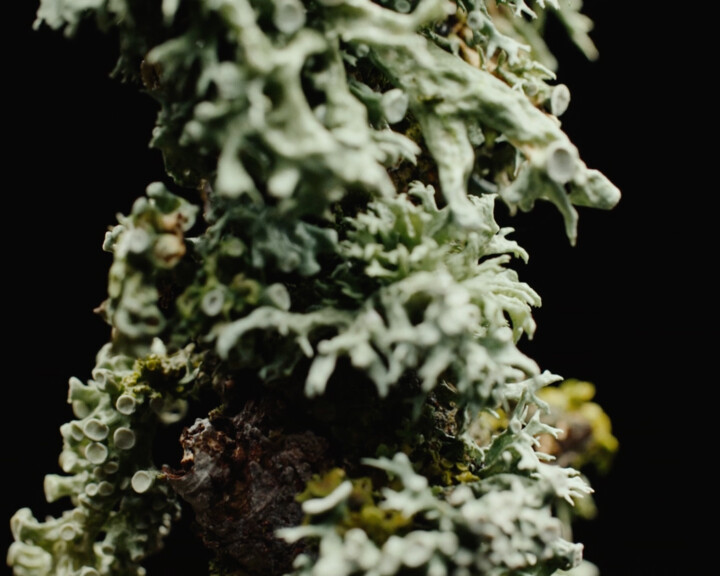 A Lichenologist’s Journey Back to Wonder