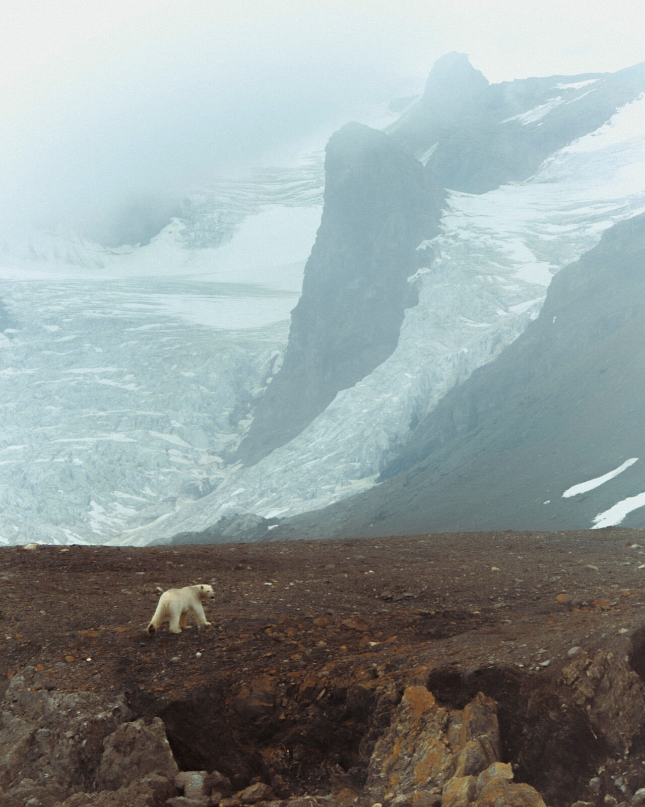 Ursus Maritimus and the Specter of Solitude
