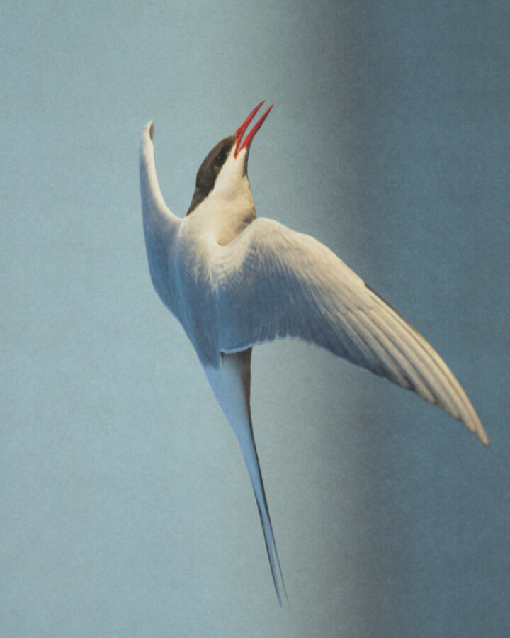 An arctic tern soars through the air.