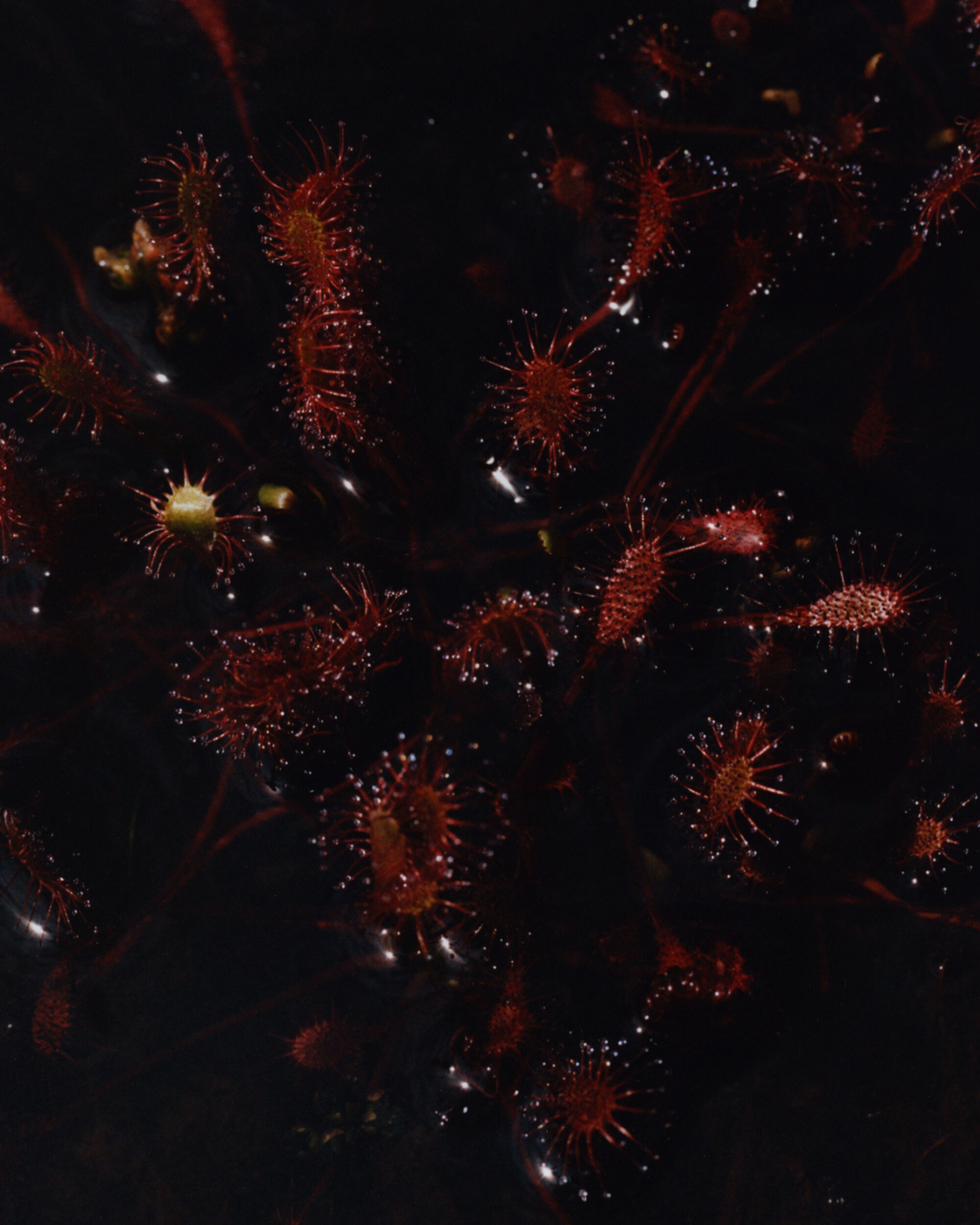 Are Plants Intelligent? Zoë Schlanger Has the Answer