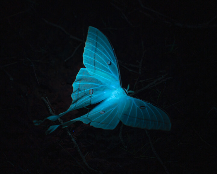 Nocturnal Navigators: How To Find Your Way in the Dark