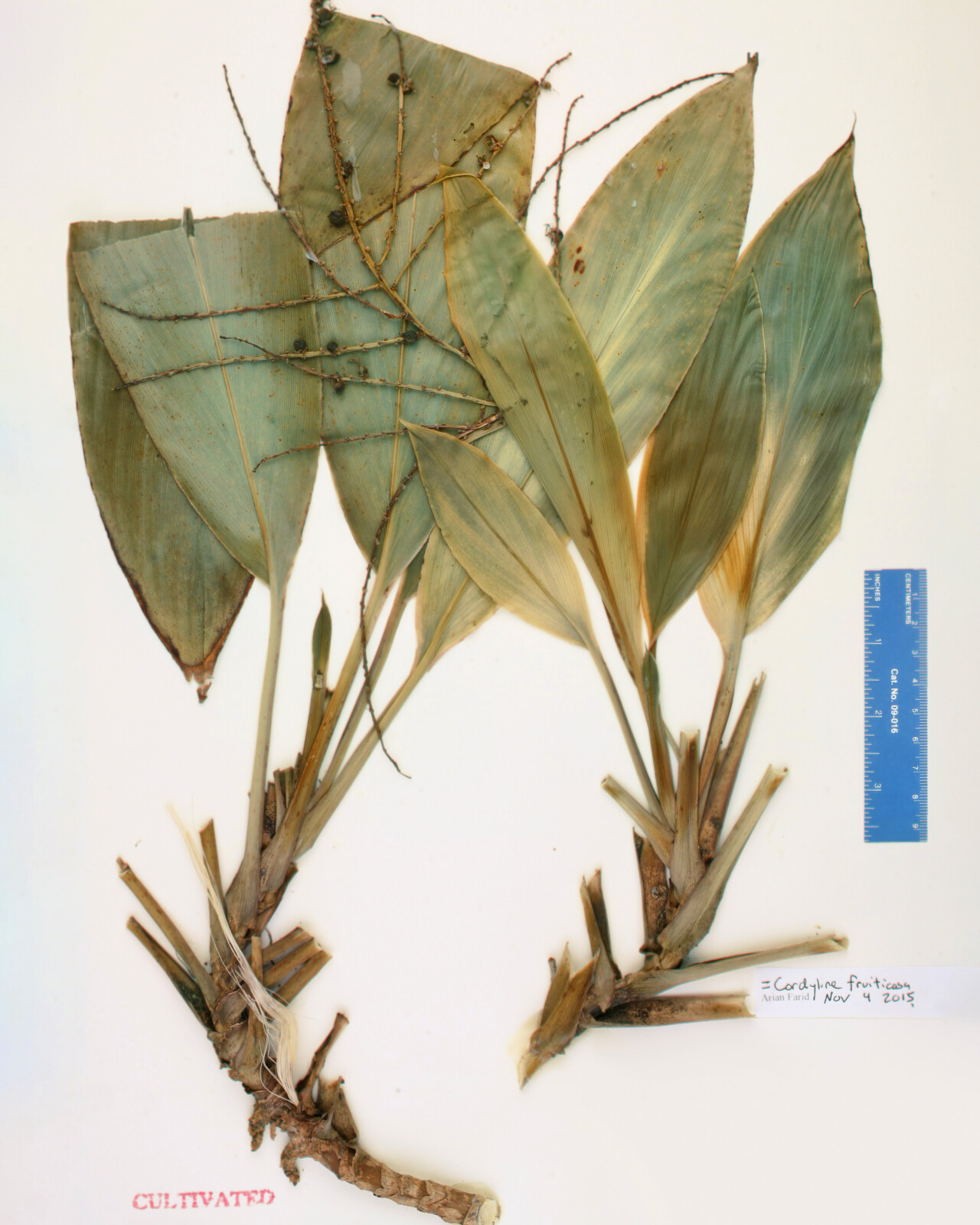 Africa’s Ghost Plants: Why Scientists Are Digitizing Centuries of Botanical History