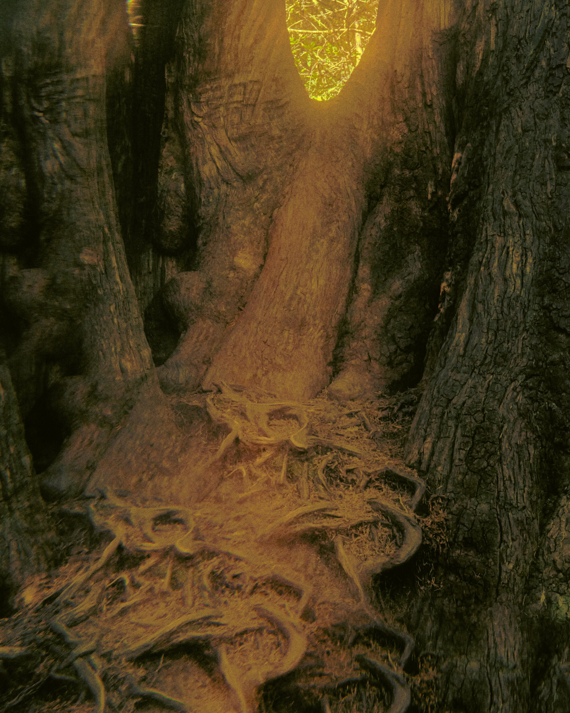 Step Into an Enchanted Forest With Robin Wall Kimmerer, Giuliana Furci, and More