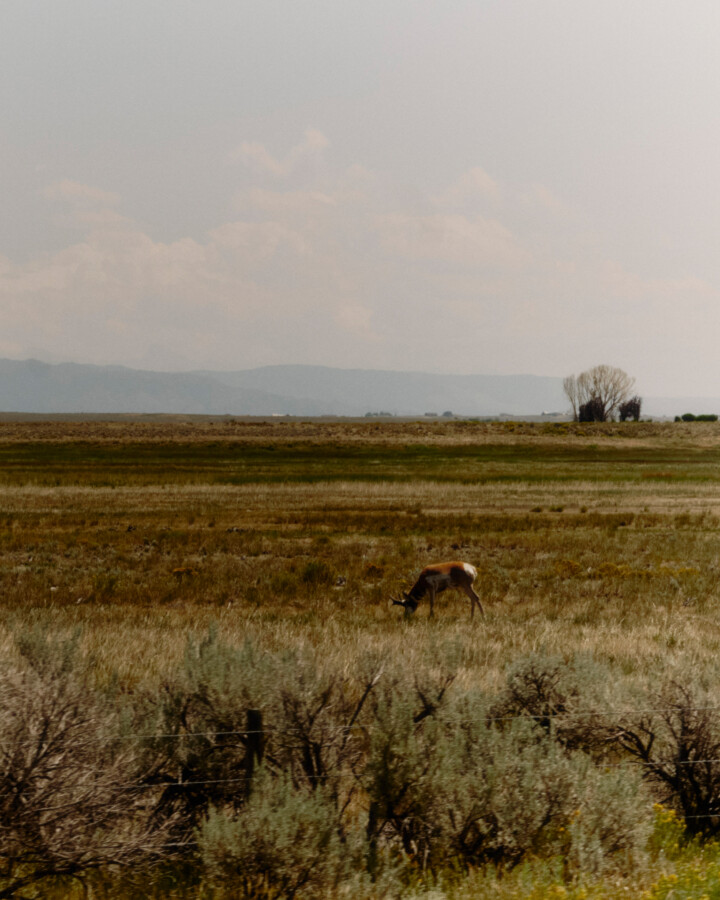 Where Speed Goats Cross the High Sage Seas