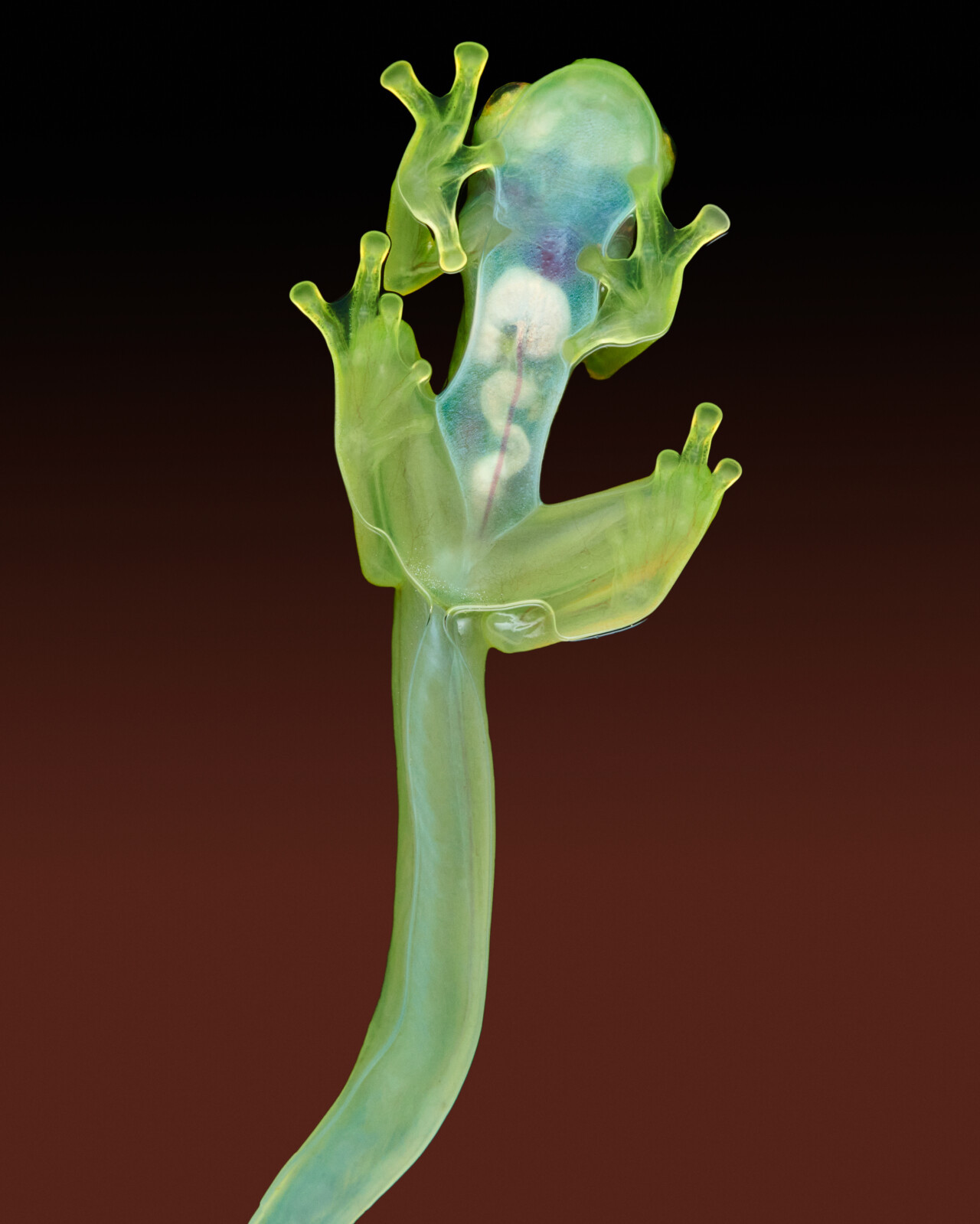 Everything Is Strange: Embracing Nature’s Oddity